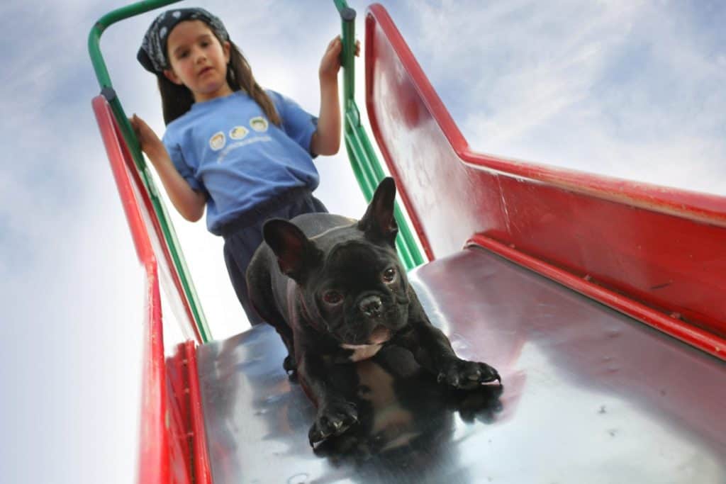 are-dogs-allowed-in-children-s-playgrounds-family-pet-planet