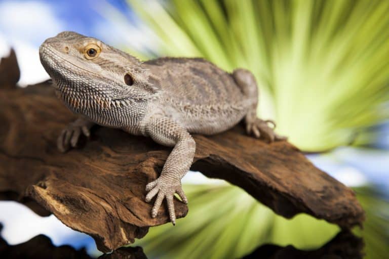 Are Bearded Dragons Sensitive to Smells? Family Pet