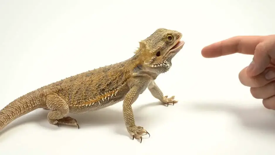 Do Bearded Dragons Bite And Does It Hurt Family Pet Planet