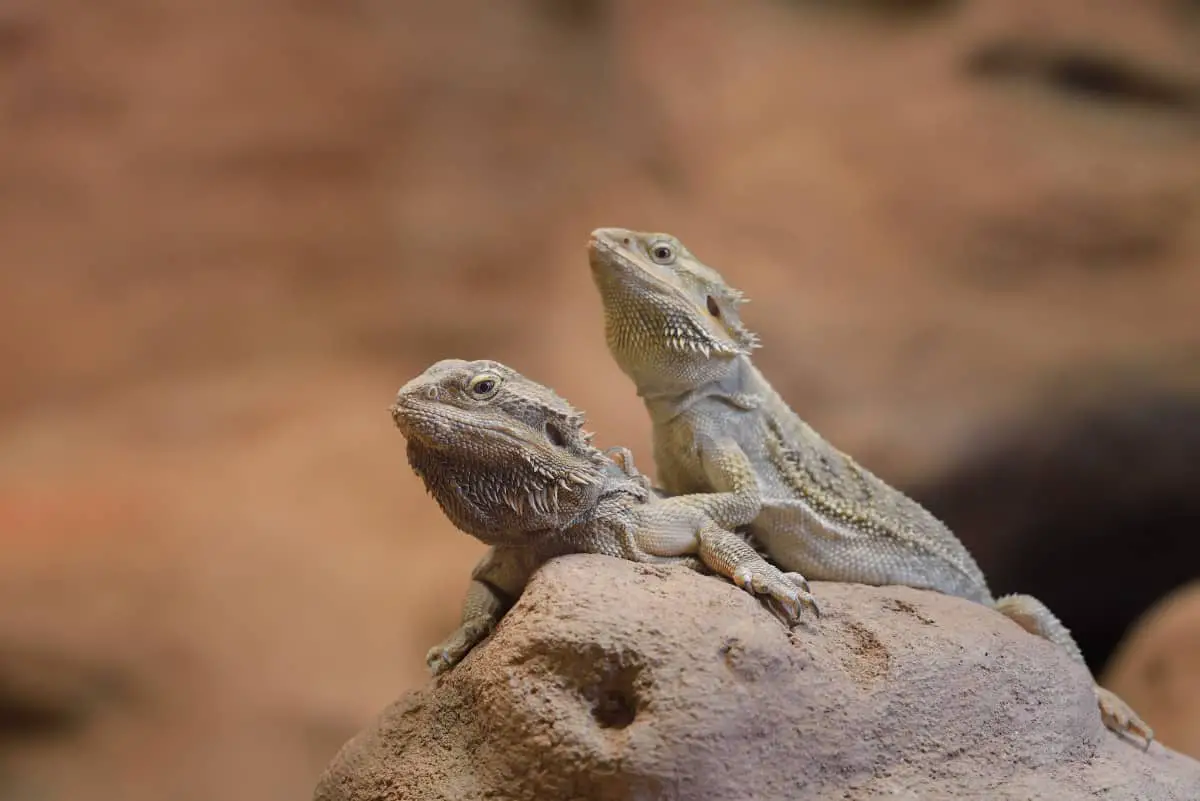 How to Introduce Bearded Dragons to Each Other Successfully Family