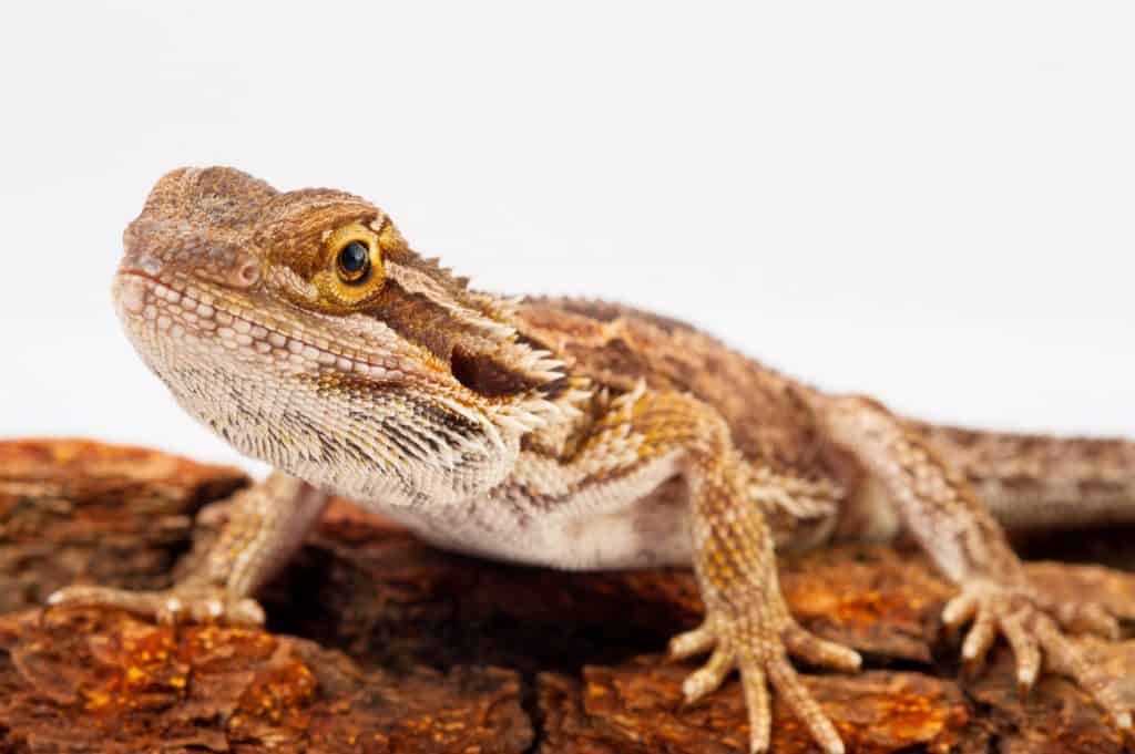 Can Your Bearded Dragon Hear You? Family Pet