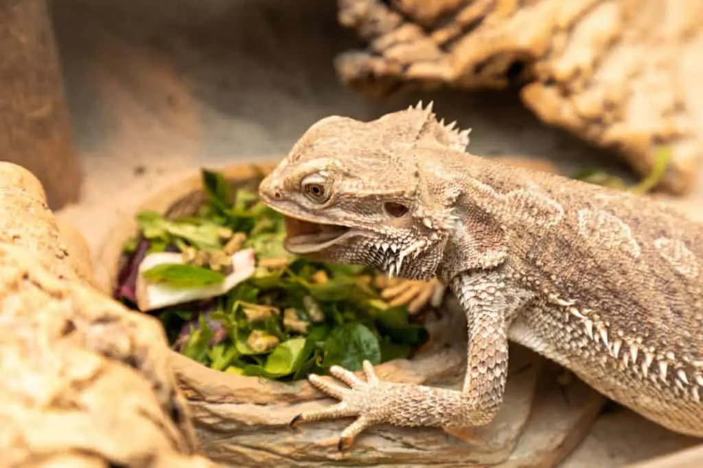 How Big and How Fast Do Bearded Dragons Grow? – Family Pet Planet