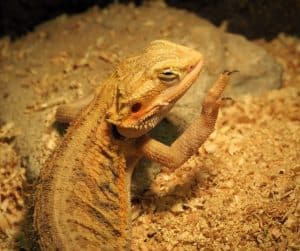 4 Reasons Your Bearded Dragon is Waving – Family Pet Planet