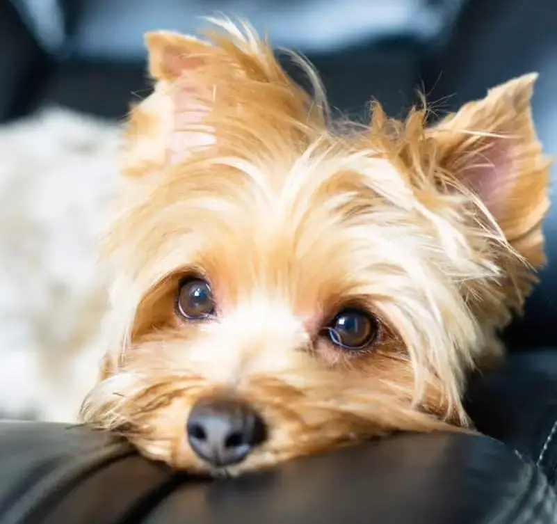 This Is Why Golden Yorkies Are Rare Family Pet Planet