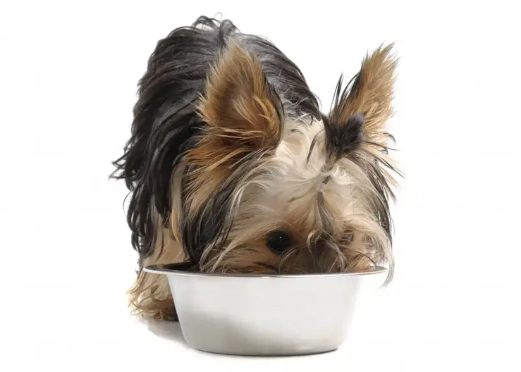 how much should a yorkshire terrier eat