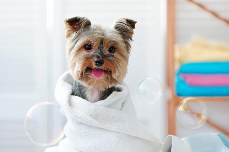 Can You Use Human Conditioner on Yorkies? Family Pet