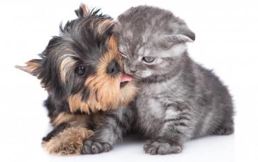 why do yorkies like to lick