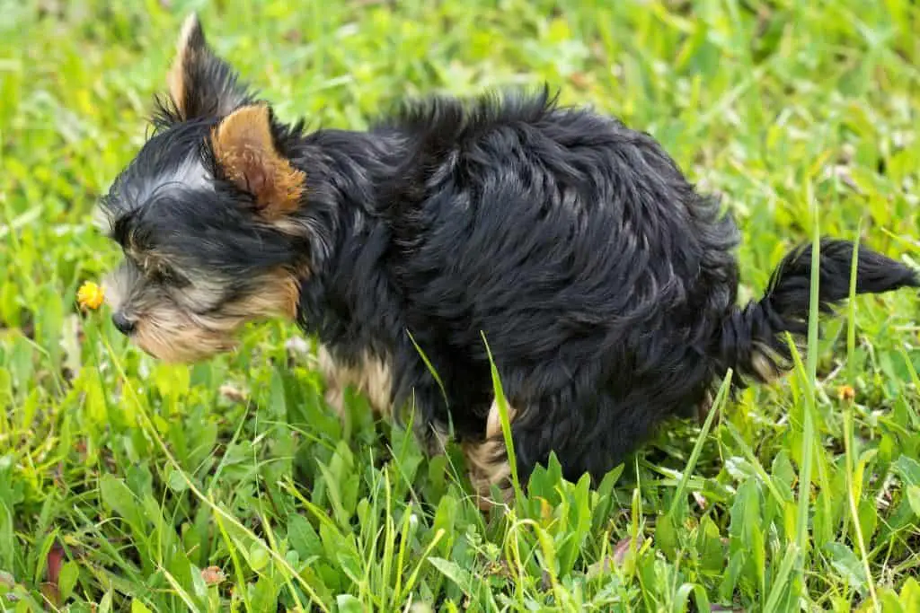 6 Ways to Help a Constipated Yorkie Family Pet