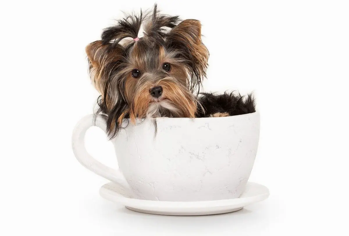 a-guide-to-yorkie-size-weight-and-growth-rate-family-pet-planet