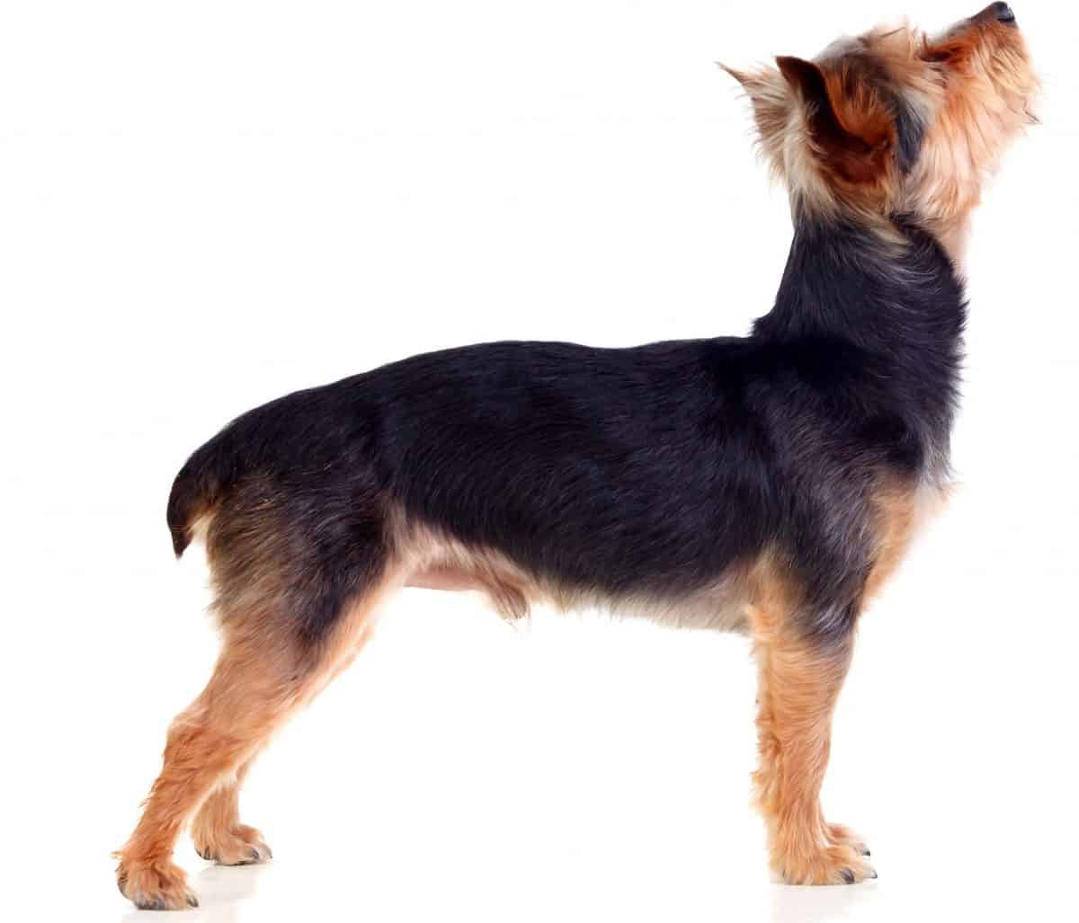 Do Yorkies Need Their Tails Docked? The Myths vs. the Facts Family
