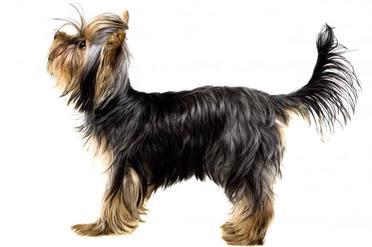 are yorkies born with long tails