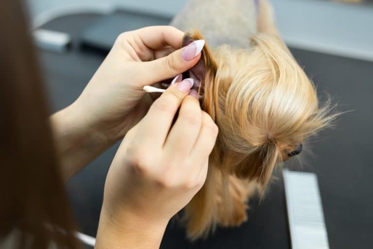 How to Clean a Yorkies Ears an in Depth Step by Step Guide Family Pet