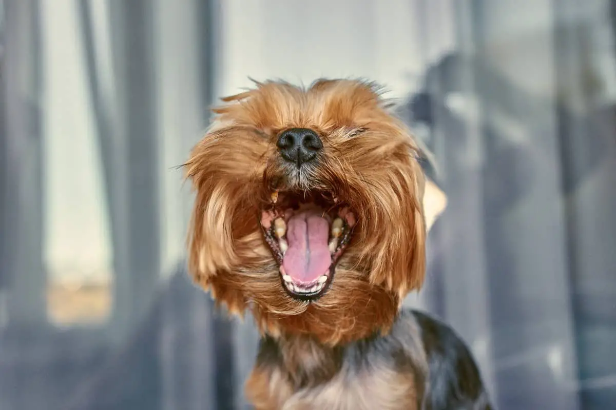 Bad Breath in Yorkies – Is It Normal? 10 Remedies and Tips – Family Pet ...