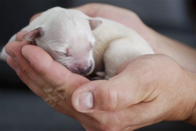 How to Care for Newborn Puppies The Complete Guide Family Pet