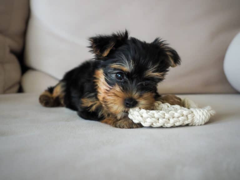 Why Yorkie Puppies Bite and 6 Methods to Stop Them – Family Pet Planet