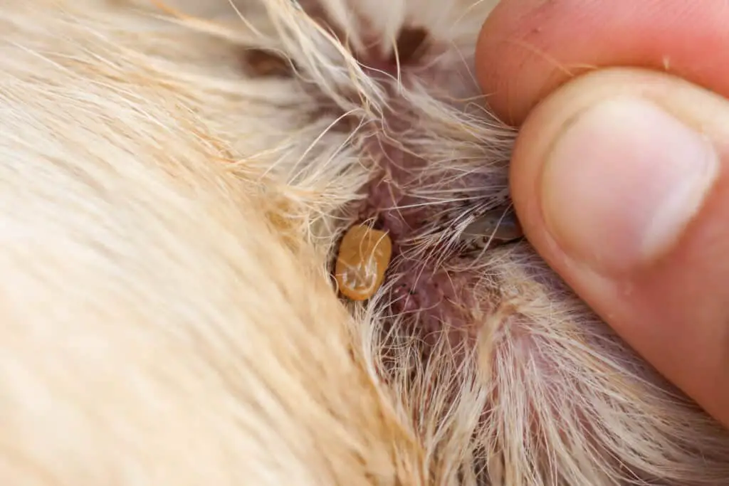 how-do-dogs-get-ticks-protect-your-pet-family-pet-planet