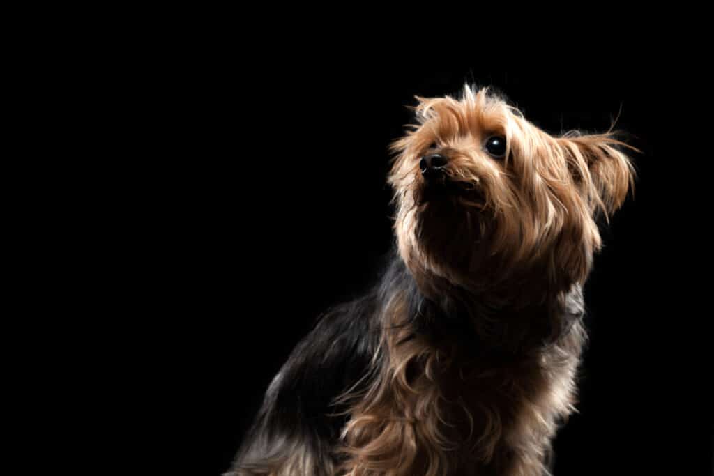 How to Stop a Yorkie From Barking at Night A StepByStep Guide