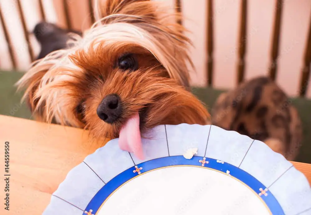 Yorkie Not Eating? 10 Reasons Why and How to Help Family Pet