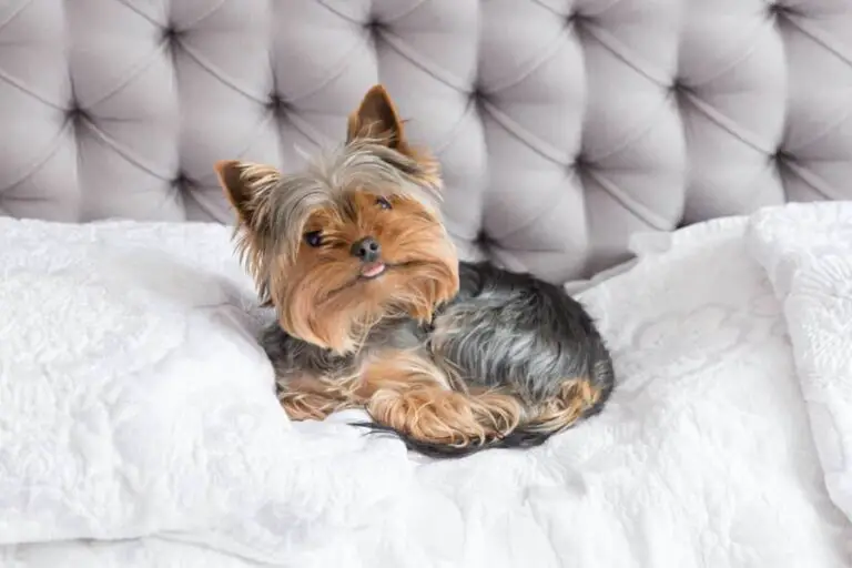 Are Yorkies Hard to Housebreak? Easy Potty Training Guide – Family Pet ...