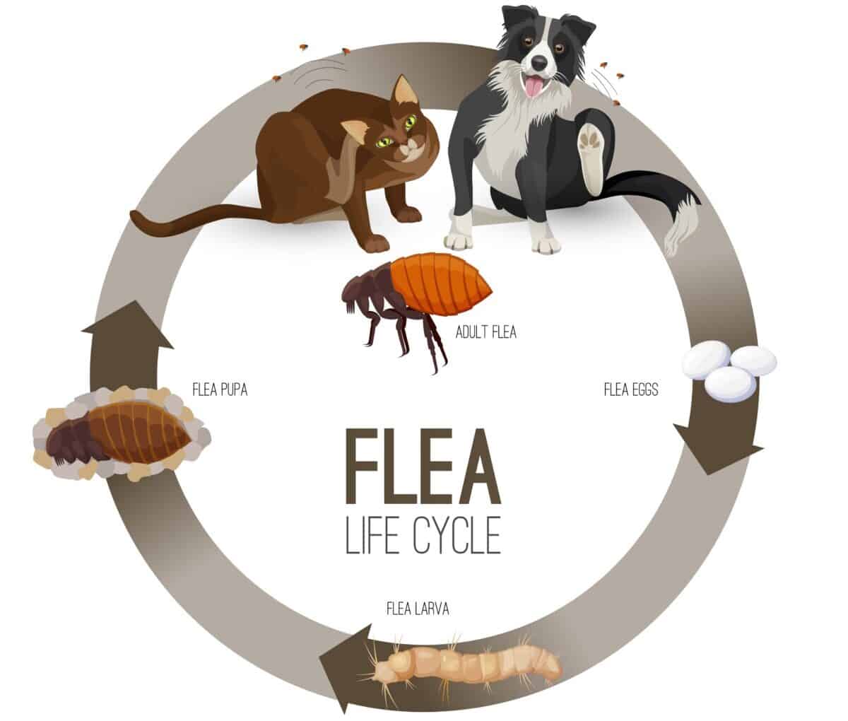 Will Fleas Go Away on Their Own? Flea Life Cycle & Habits Family Pet
