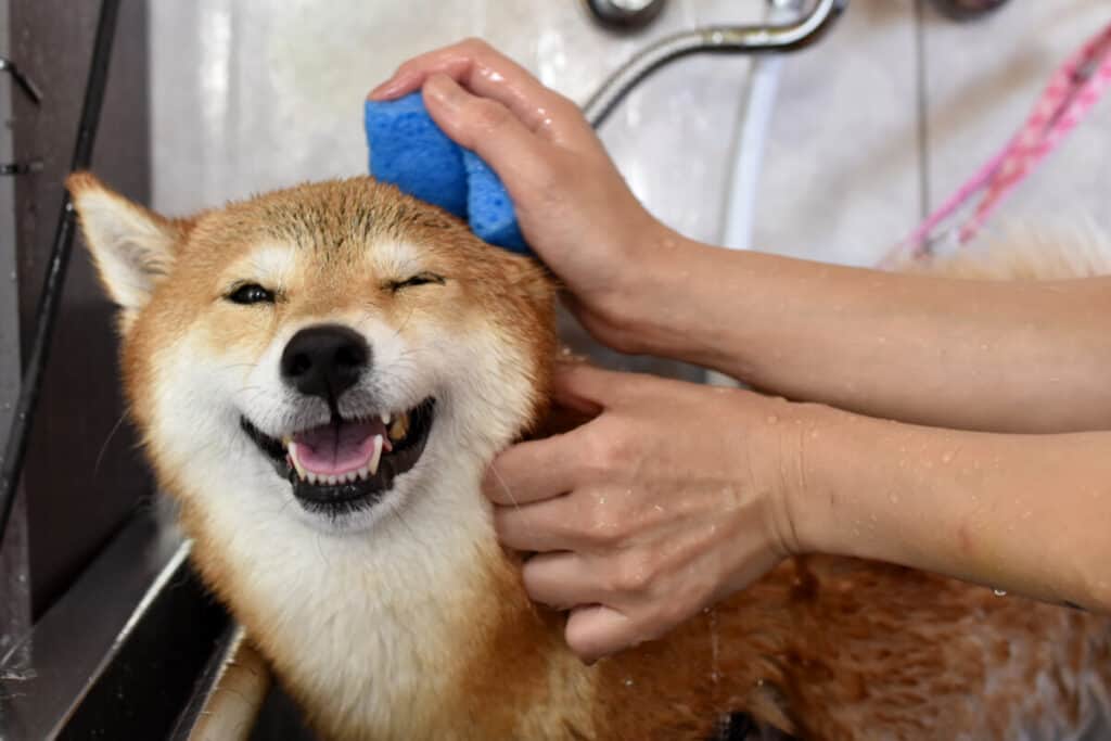 How to Flea Dip a Dog in 7 Simple Steps Family Pet
