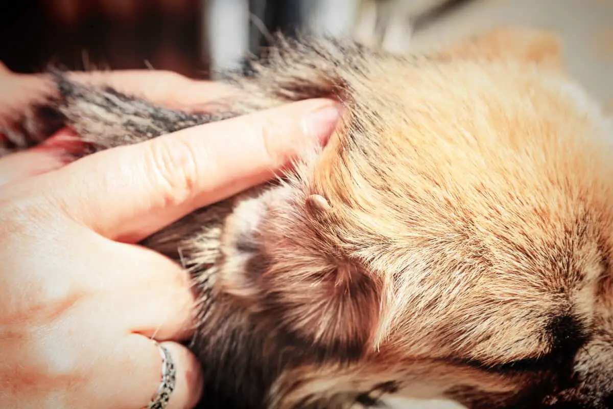 How to Know if Your Dog Has Ticks & How to Deal With Them Family Pet