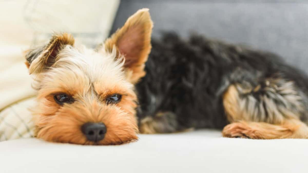 Yorkie Not Eating? 10 Reasons Why and How to Help Family Pet