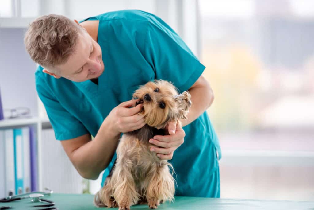 AdobeStock 395614320 Vet Checking Yorkie Teeth 1024x684 