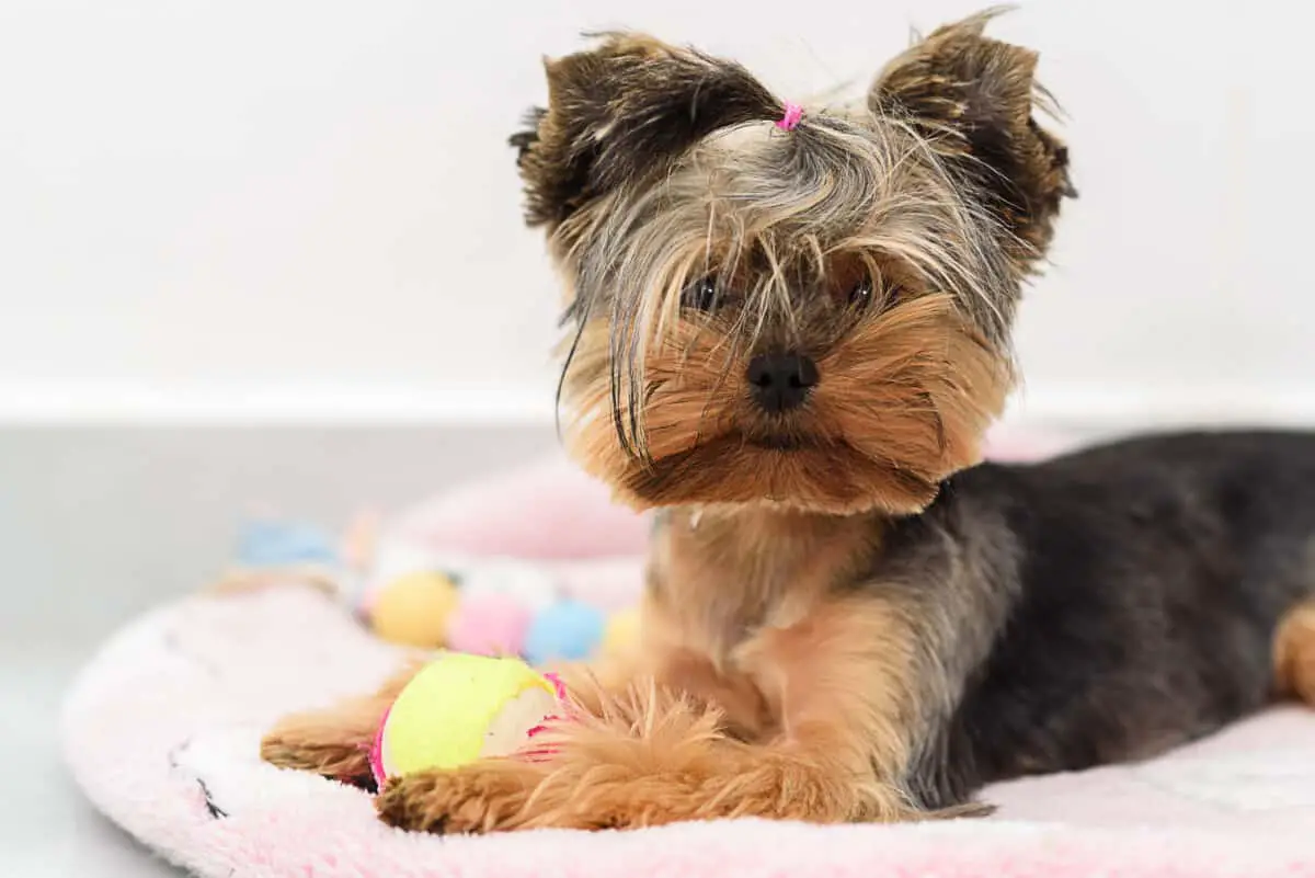 How to Stop a Yorkie From Barking at Night A StepByStep Guide Family Pet