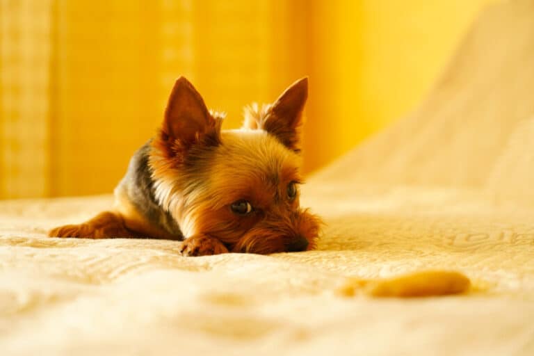 Yorkie Not Eating? 10 Reasons Why and How to Help Family Pet