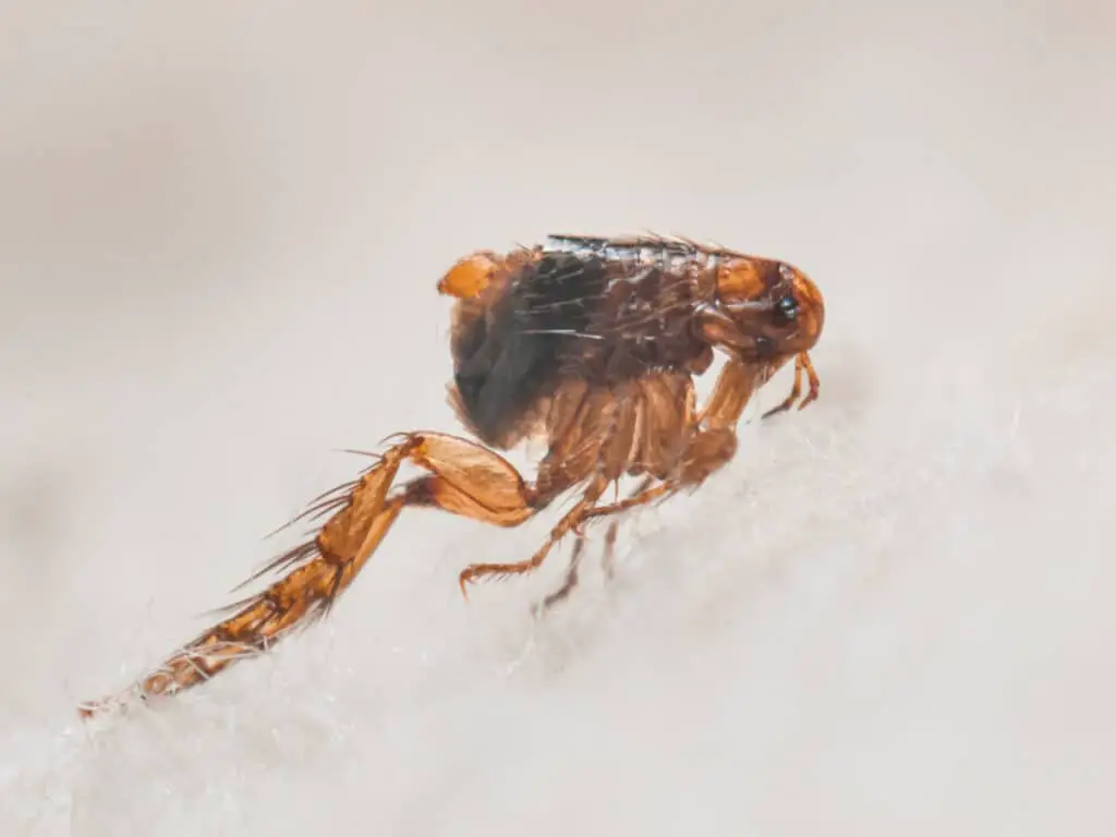 How Long Do Fleas Live Without a Host? Rid Your Home ASAP