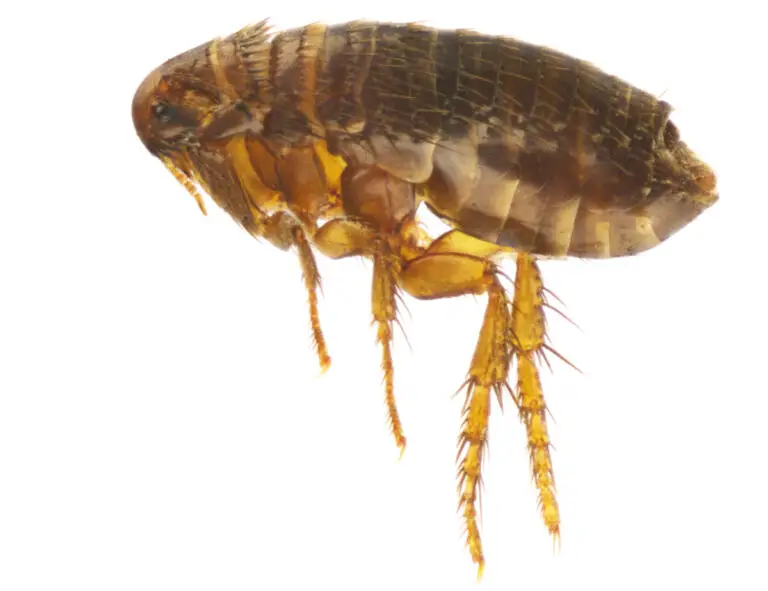 How Long Do Fleas Live Without a Host? Rid Your Home ASAP Family Pet