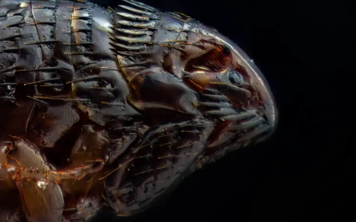 Drowning Fleas The Complete Guide Family Pet